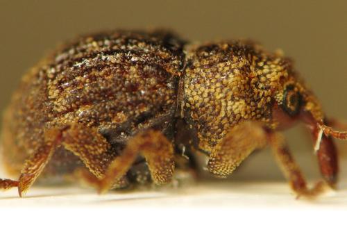 Palaeoacalles navieresi