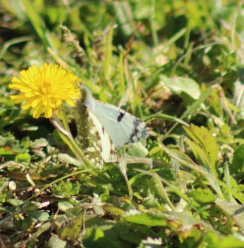Réf. 317 739 : Euchloe crameri