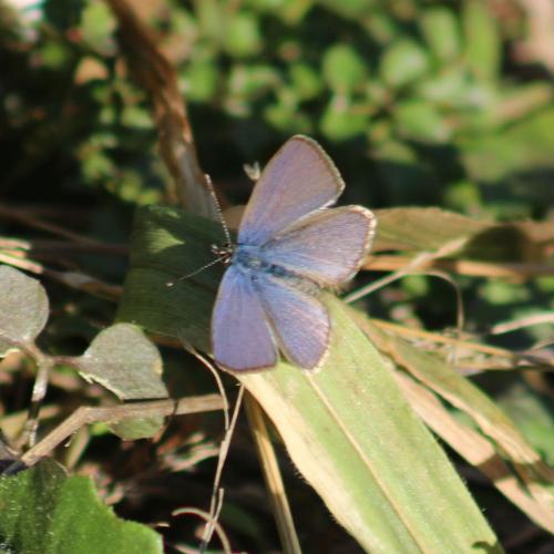Réf. 317 768 : Leptotes pirithous