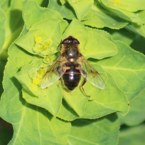 Réf. 317 844 : Eristalis tenax
