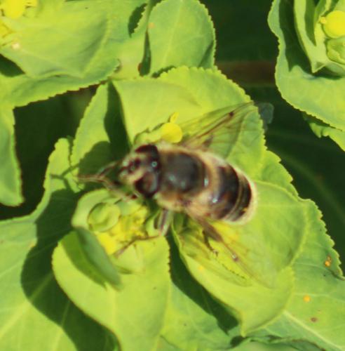 Eristalis tenax