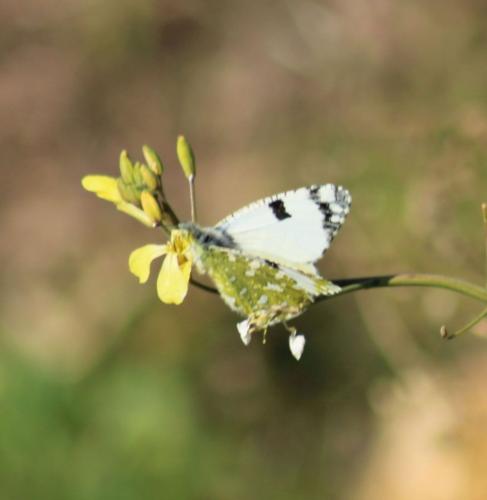 Réf. 317 827 : Euchloe crameri