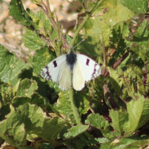 Réf. 317 828 : Euchloe crameri