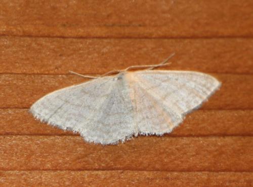 Réf. 317 177 : Idaea subsericeata