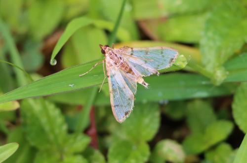 Azochis euvexalis