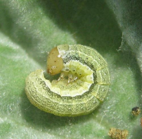Réf. 317 484 : Orthosia gracilis