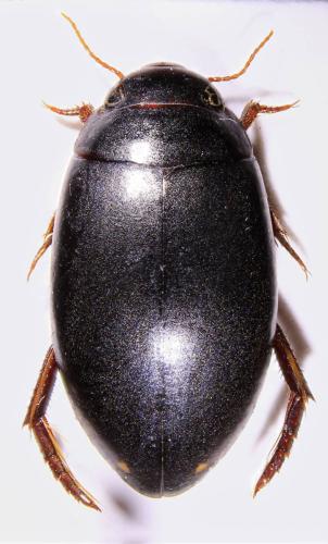 Ilybius quadriguttatus