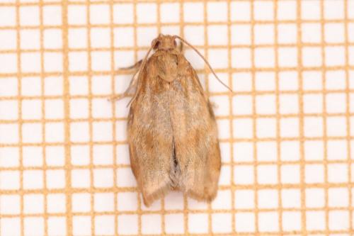 Réf. 317 813 : Archips xylosteana