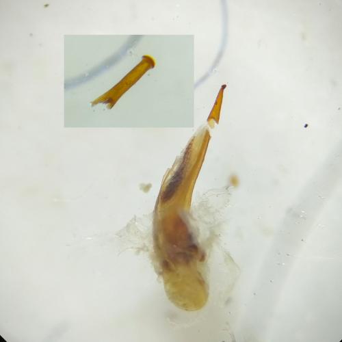 Ophonus puncticeps
