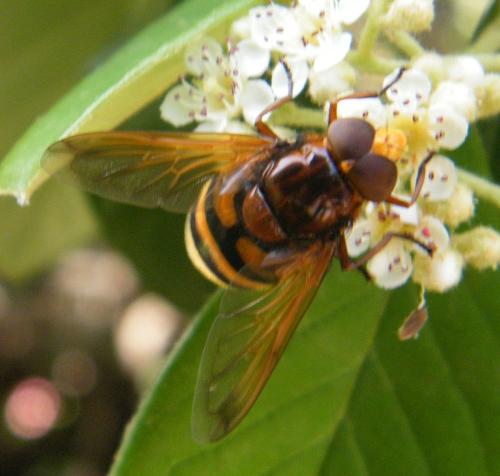 Volucella zonaria