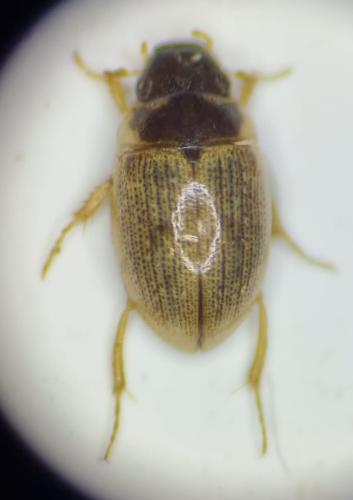 Réf. 317 713 : Laccobius gracilis gracilis