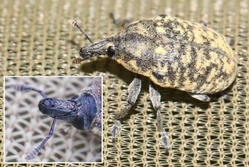 Réf. 317 289 : Larinus turbinatus