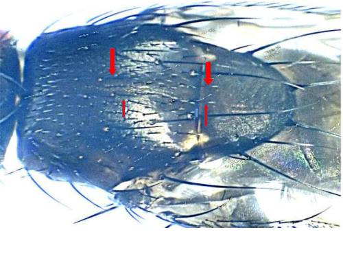 Leptocera caenosa