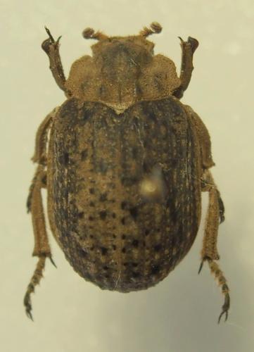 Réf. 317 233 : Omorgus squalidus