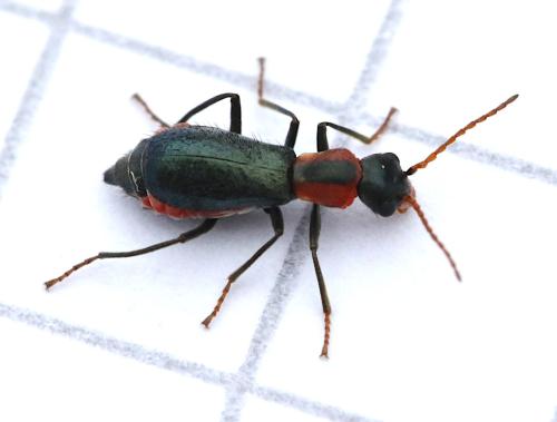 Cyrtosus cyanipennis