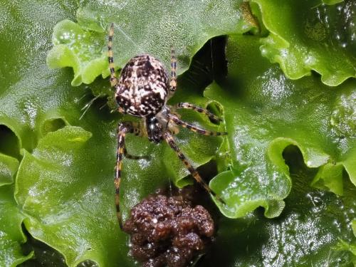 Réf. 317 010 : Metellina merianae