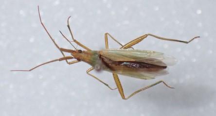 Stenodema sp.