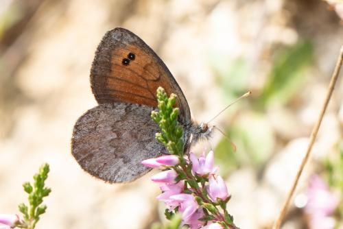 Réf. 317 636 : Erebia cassioides