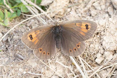 Réf. 317 635 : Erebia cassioides