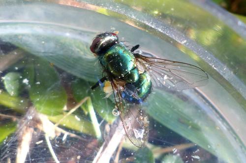 Réf. 317 921 : Neomyia cornicina