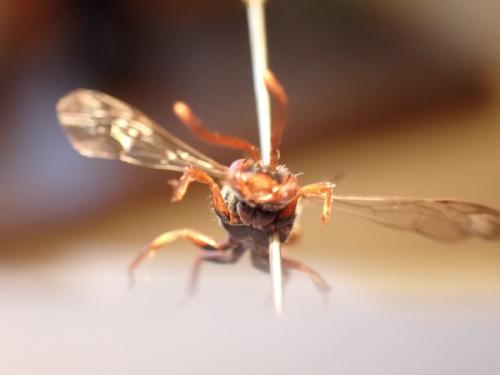 Réf. 317 743 : Nomada sp.