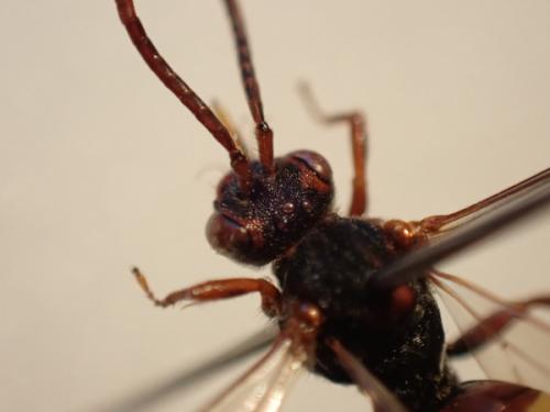 Réf. 317 744 : Nomada sp.