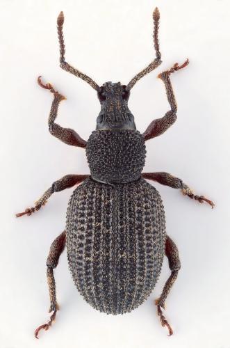 Otiorhynchus sp.