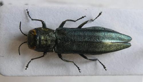 Agrilus suvorovi populneus