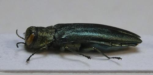 Réf. 317 534 : Agrilus sp.