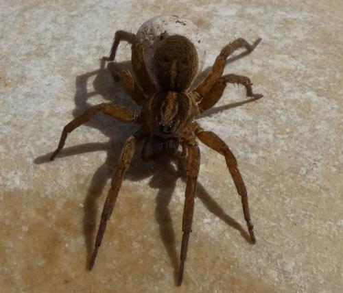 Trochosa sp.