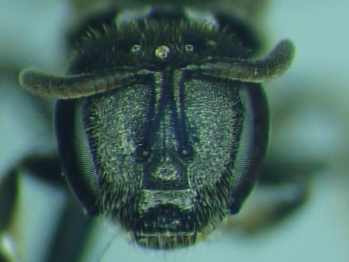 Réf. 317 029 : Lasioglossum glabriusculum