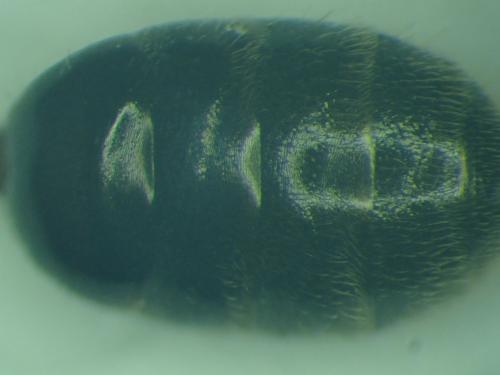 Réf. 317 030 : Lasioglossum glabriusculum