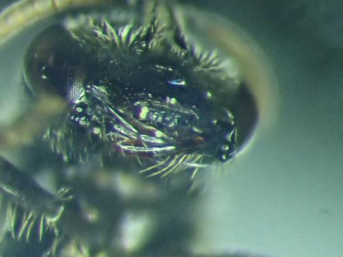 Réf. 317 422 : Lasioglossum glabriusculum