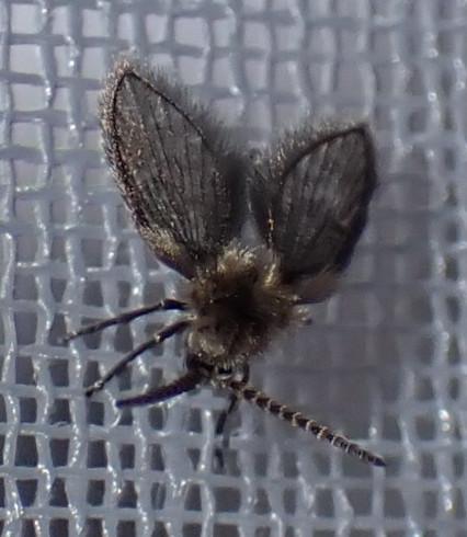 Philosepedon sp.