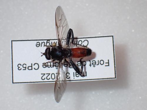Brachypalpoides lentus