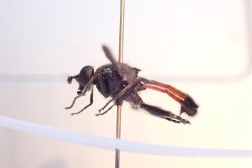 Brachypalpoides lentus