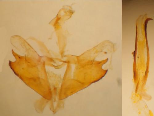 Coleophora solitariella