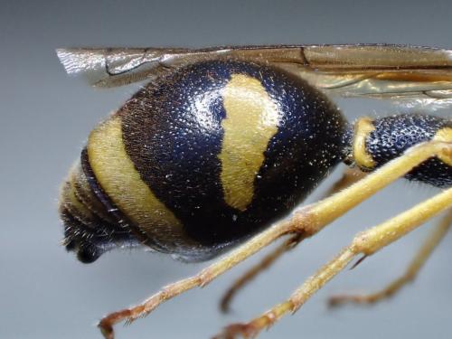 Réf. 317 861 : Eumenes pedunculatus