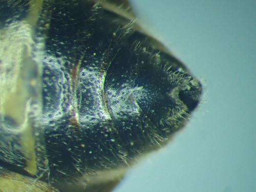 Réf. 317 862 : Eumenes pedunculatus