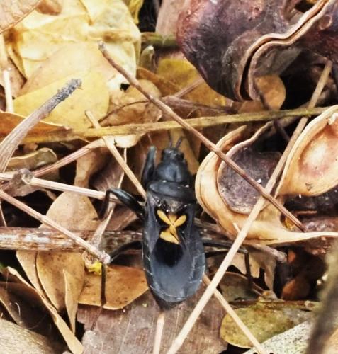 Ectomocoris cruciger