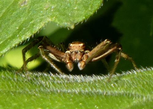 Réf. 317 340 : Xysticus sp.