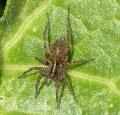 Réf. 317 263 : Pardosa sp.