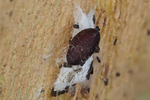 Réf. 317 847 : Empicoris sp.