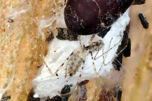 Réf. 317 846 : Empicoris sp.