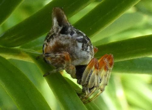 Cyclosa (algerica-conica)