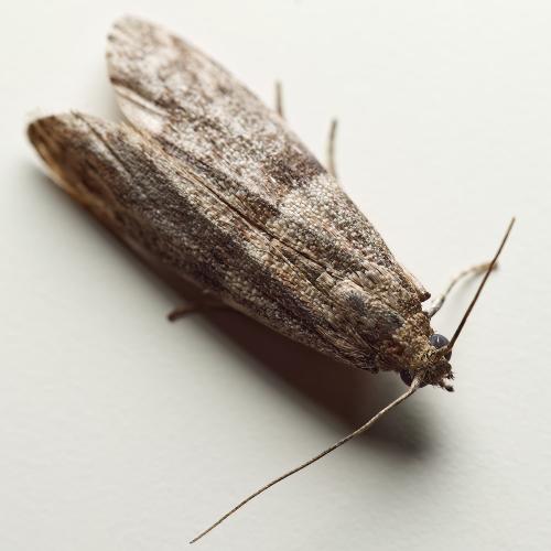 Réf. 317 488 : Phycitinae inconnu
