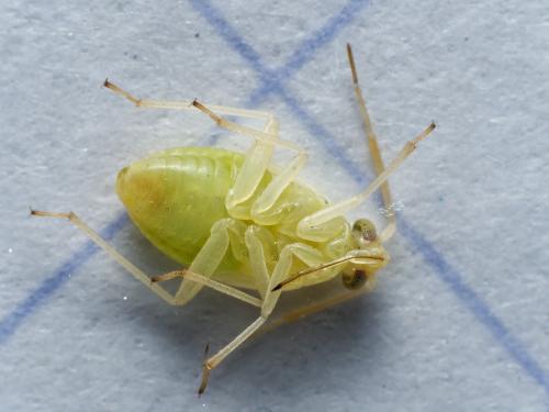 Réf. 317 808 : Pinalitus cervinus