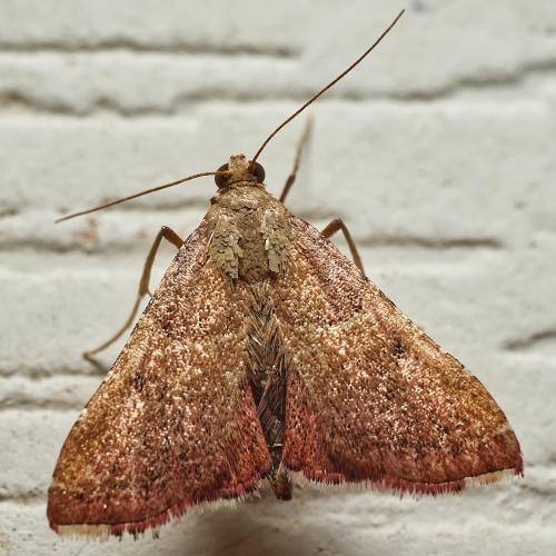 Réf. 317 931 : Endotricha flammealis