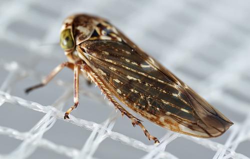 Acericerus sp.