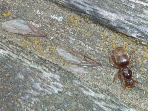 Lasius sp.